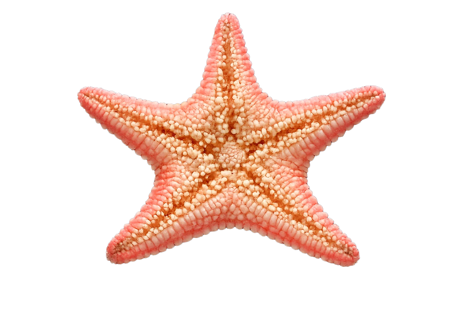 Starfish